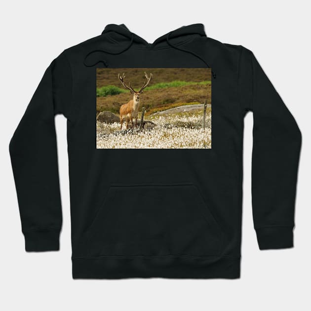 stag in cotton grass peak district Hoodie by Simon-dell